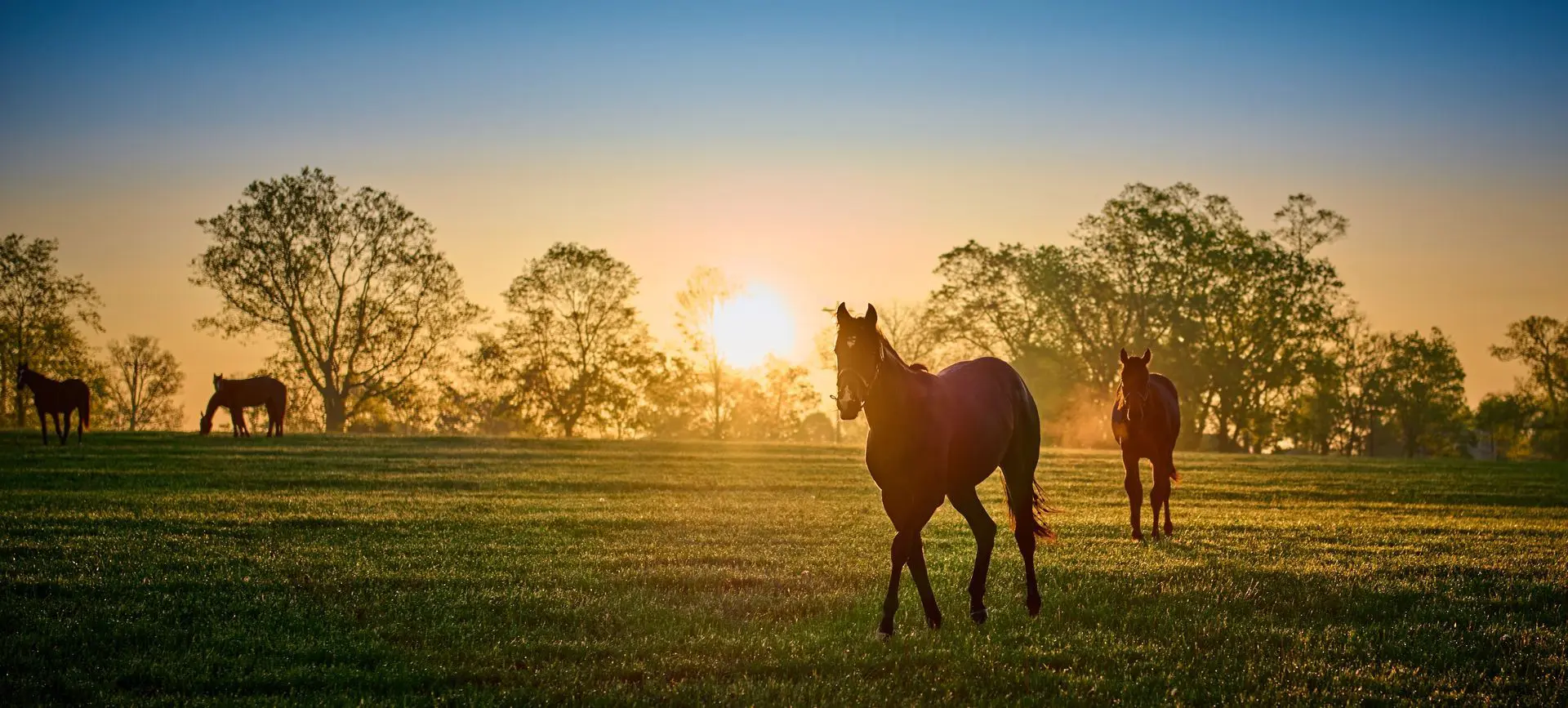 Horses grazing in a sunlit field with a sunset in the background, surrounded by trees.