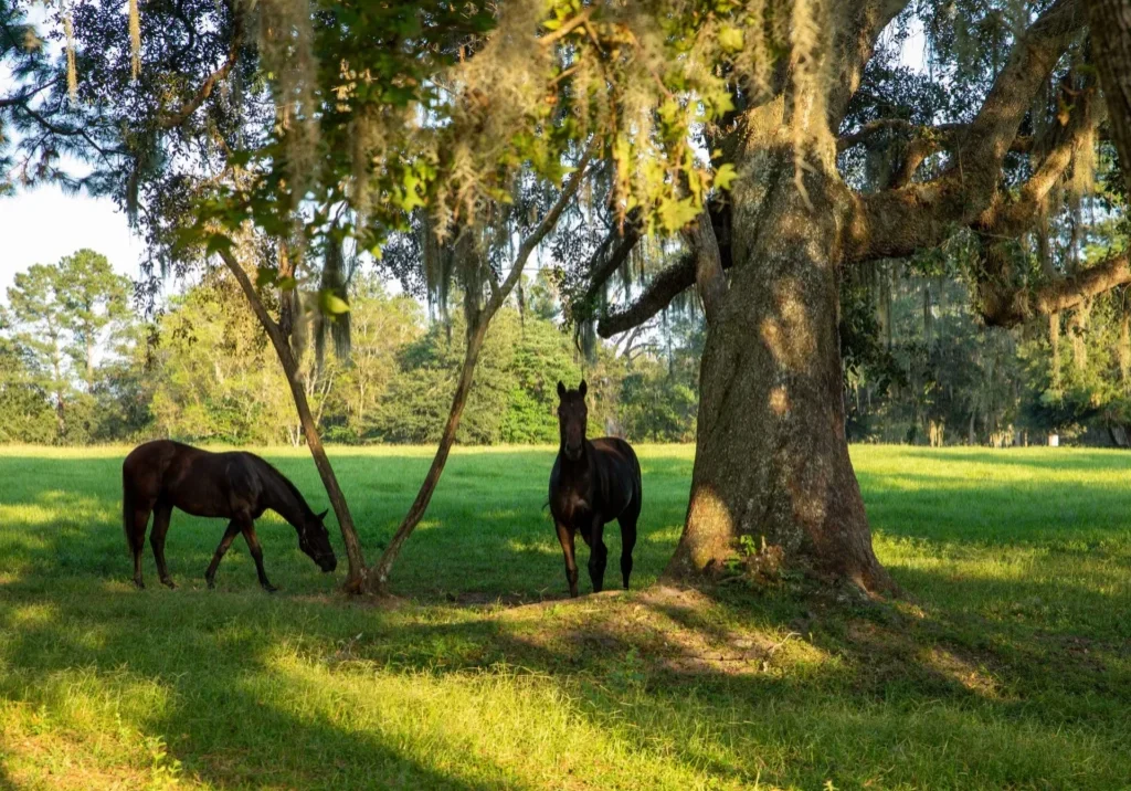 Two horses stand under trees in a grassy field, with sunlight filtering through branches and a backdrop of trees.